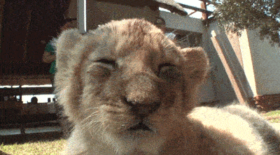 CCQtVQf.gif