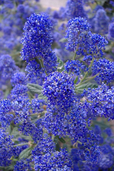 ceanothus.jpg
