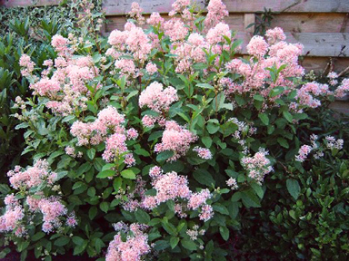 ceanothus_x_pallidus_marie1.jpg