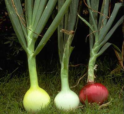 cebolla-Allium_cepa2.jpg