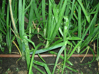 cebolla2.jpg