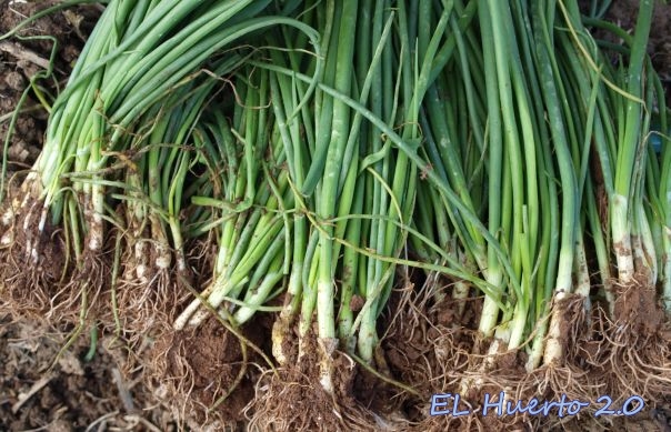 cebolleta1.jpg