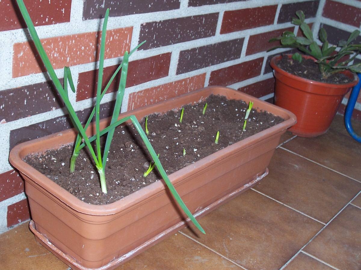 cebolletas%20plantadas.jpg
