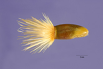 cede10_001_shp.jpg