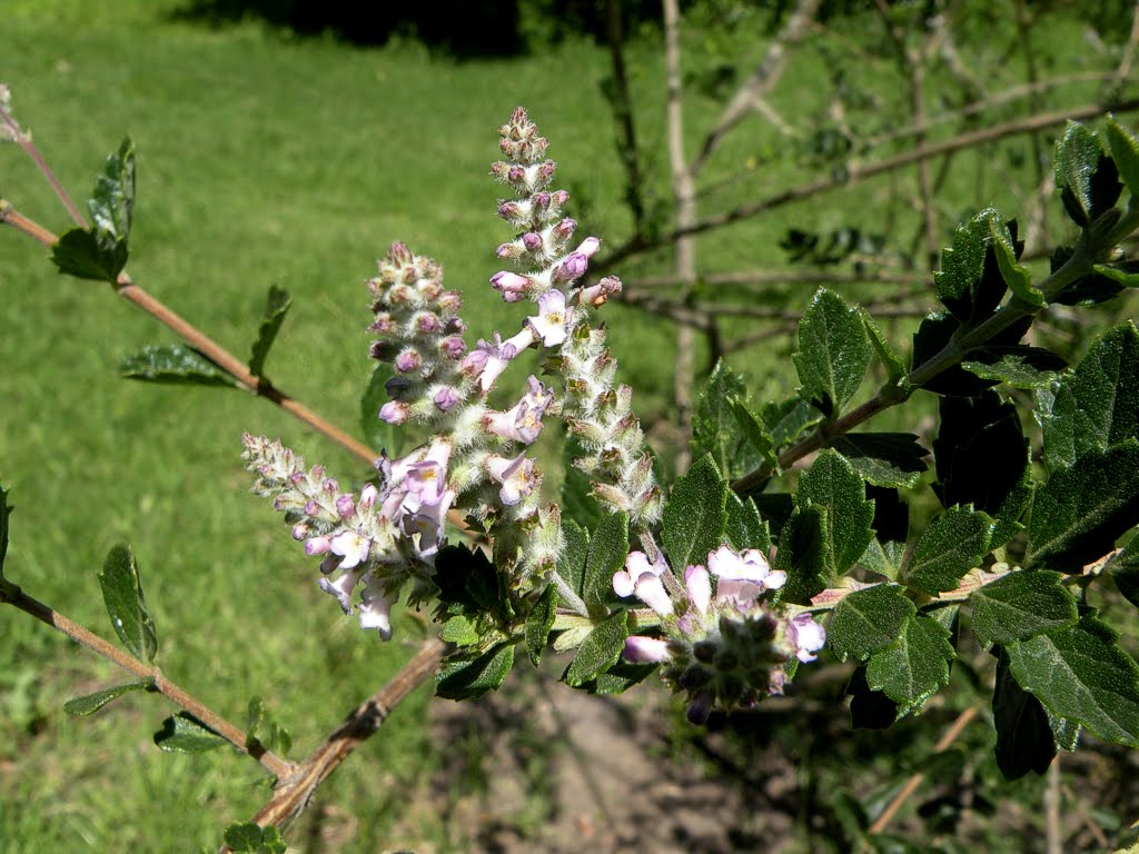 Cedr%25C3%25B3n%2Bde%2Bmonte%2B%2528Aloysia%2Bgratissima%25292.jpg