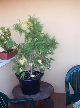 CEDRO%20DE%20INCIENSO.JPG