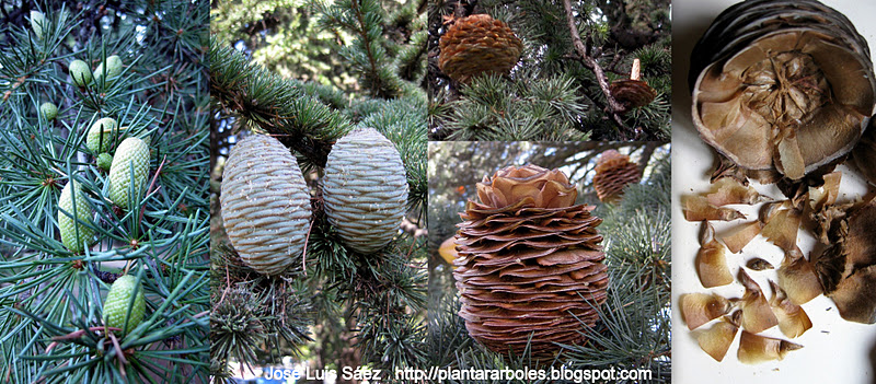 Cedros (Cedrus deodara y Cedrus atlantica): ¿cómo germinar semillas?