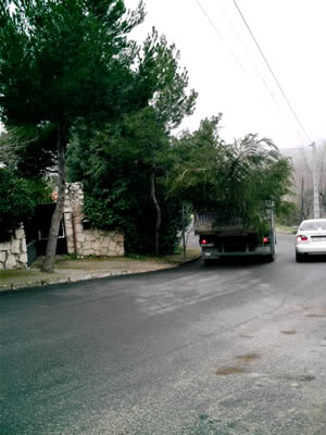 cedro012.jpg