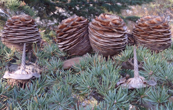 Cedrus_leb_cones2.jpg