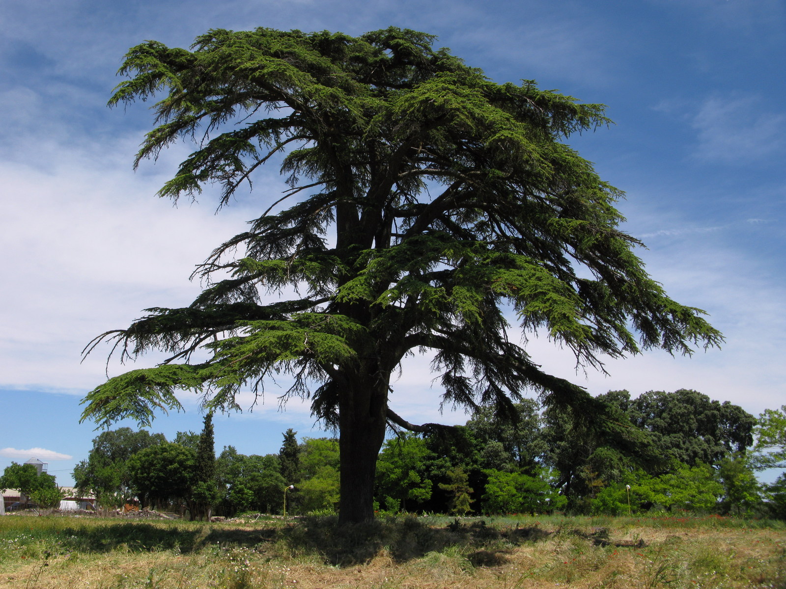 Cedrus_libani_Palacio_de_Ibarra.jpg