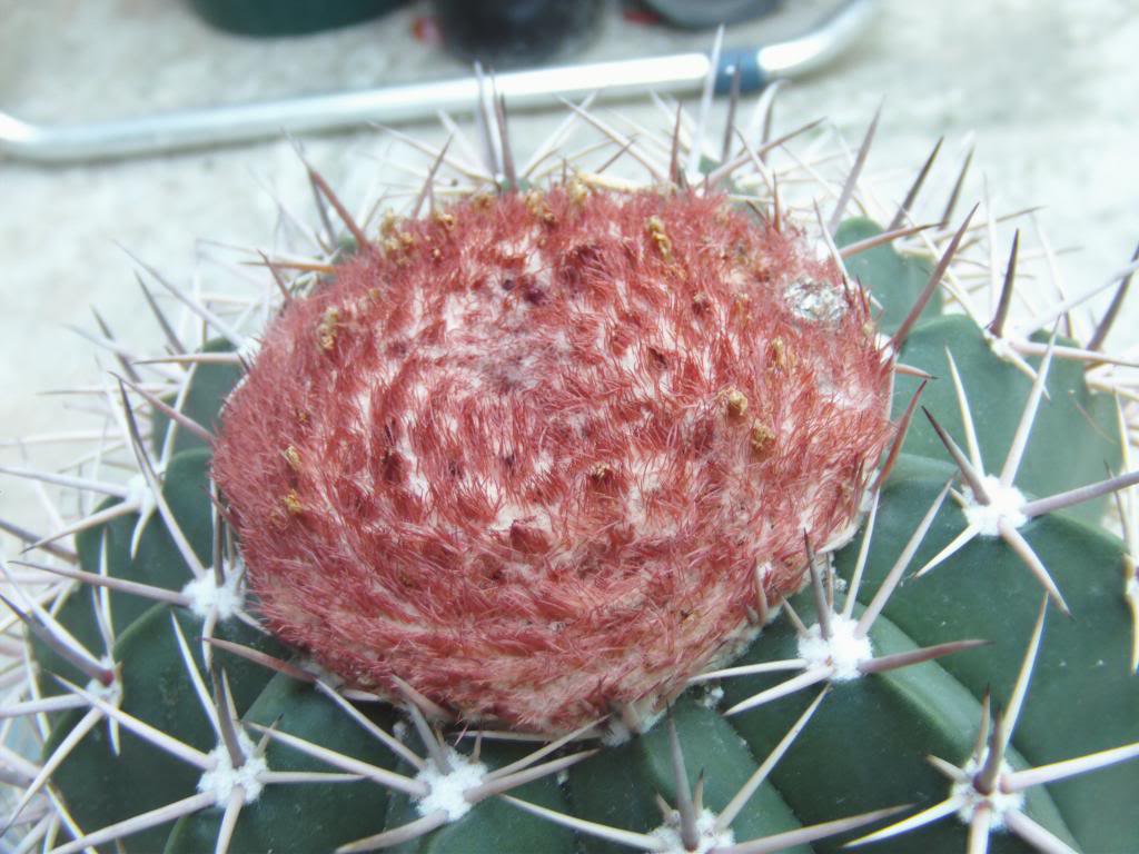 cefaliomelocactus_zpse7614c55.jpg