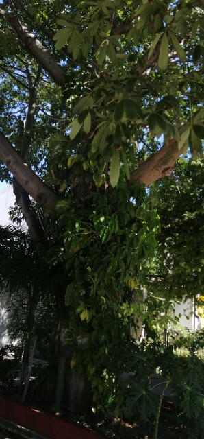ceiba-3.jpg