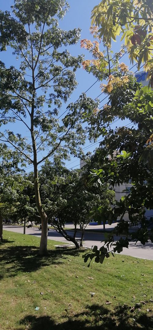 ceiba-4.jpg