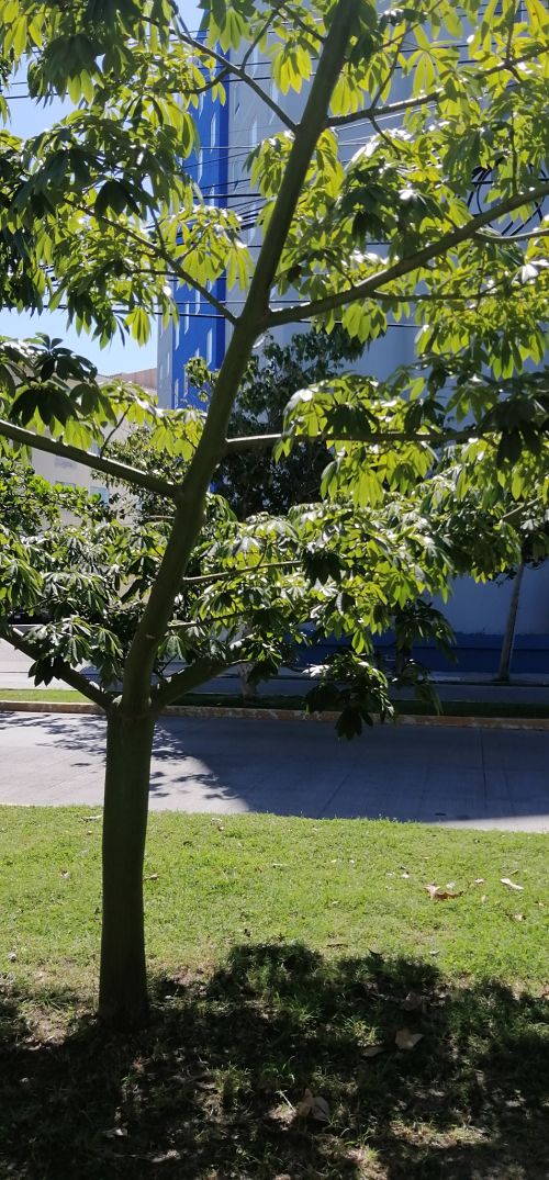 ceiba-5.jpg