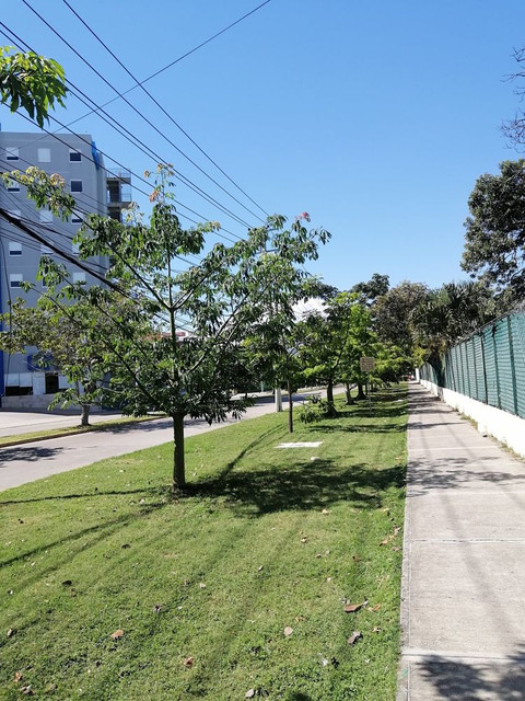 ceiba-7.jpg