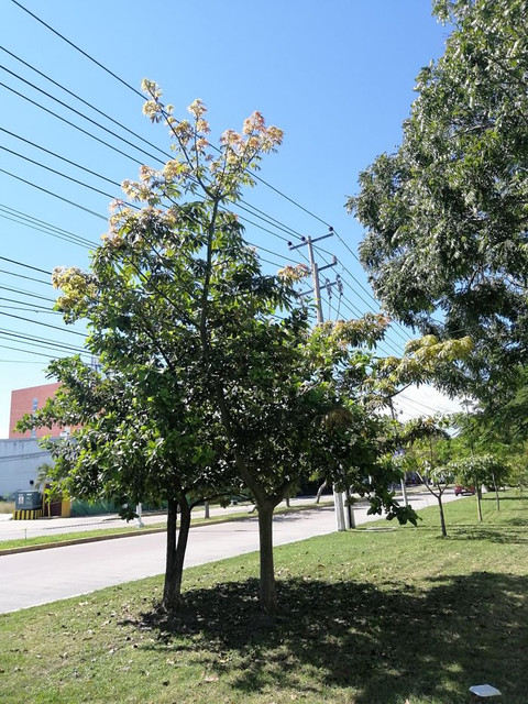 ceiba-8.jpg