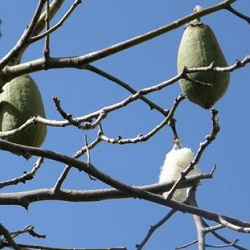 Ceiba+chodatii+%2528palo+borracho+bco%25294.jpg