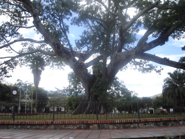 ceiba.JPG