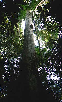 ceiba.jpg