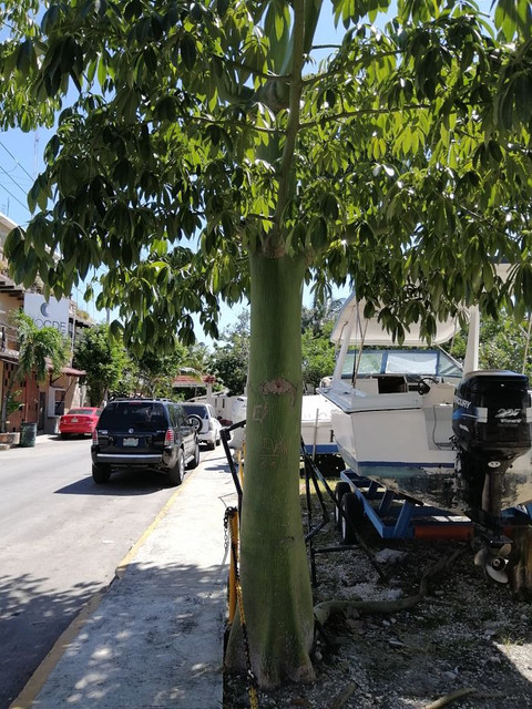 ceiba.jpg