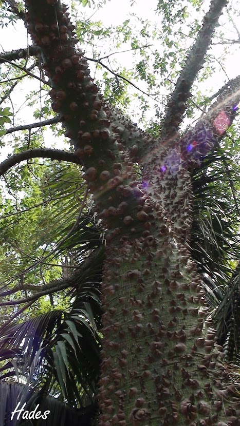 ceiba+speciosa.jpg