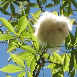 Ceiba+speciosa2+(palo+borracho+rosado).jpg