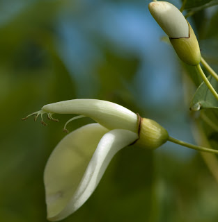 CEIBO+BLANCO+Erythrina+cristagalli+var+leucochlora+%282%29.jpg