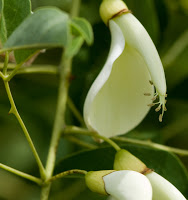 CEIBO+BLANCO+Erythrina+cristagalli+var+leucochlora+%283%29.jpg