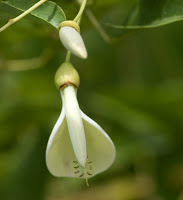 CEIBO+BLANCO+Erythrina+cristagalli+var+leucochlora+%288%29.jpg