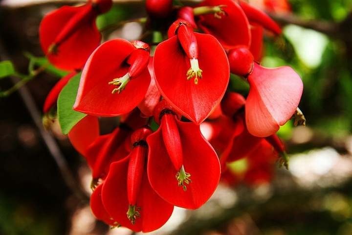 ceibo-seibo-erythrina-crista-galli-arbol-nativo-colibries-D_NQ_NP_931771-MLA26667216938_012018-F.jpg