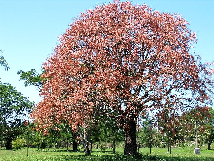 ceiborosa.jpg