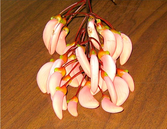 ceiborosa2.jpg