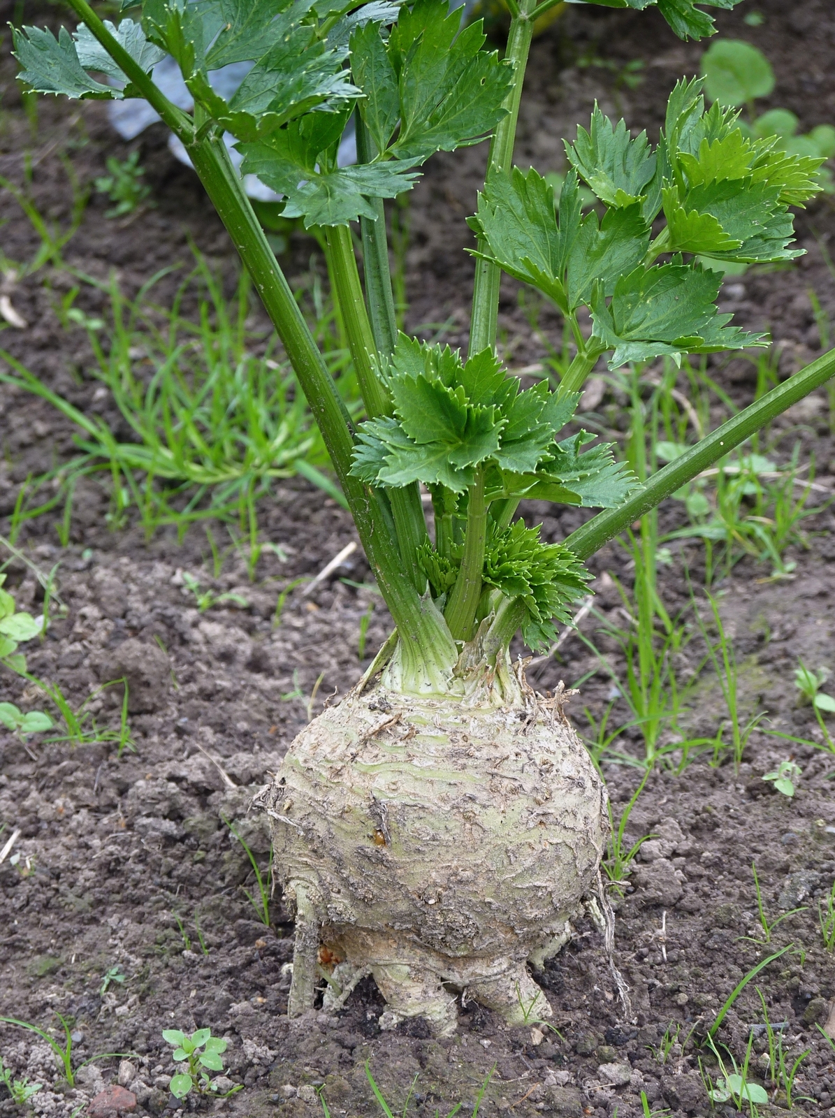 Celeriac_J1.jpg