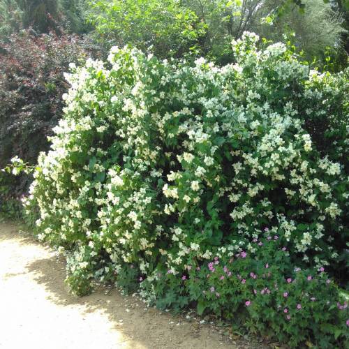 celinda-de-jardin_ES_500_0020966.jpg