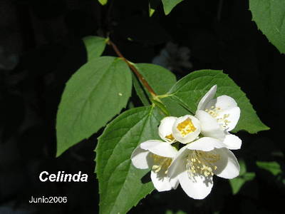 Celinda.jpg