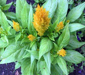 celosia-argentea-plumosa-am.jpg