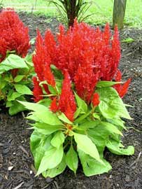 celosia-argentea-plumosa.jpg