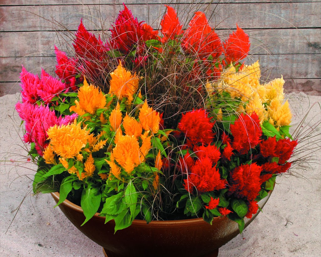 CELOSIA.jpg