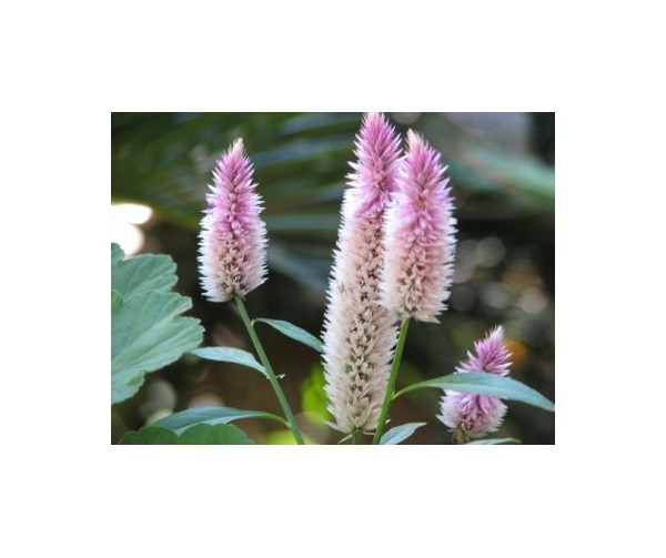 celosia-seeds.jpg