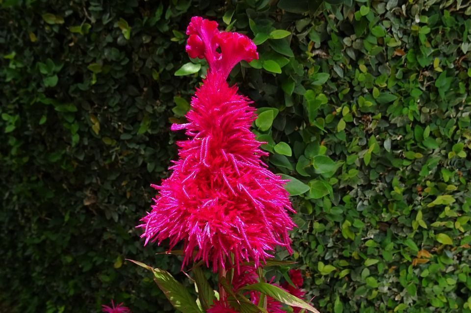 Celosia3.jpg