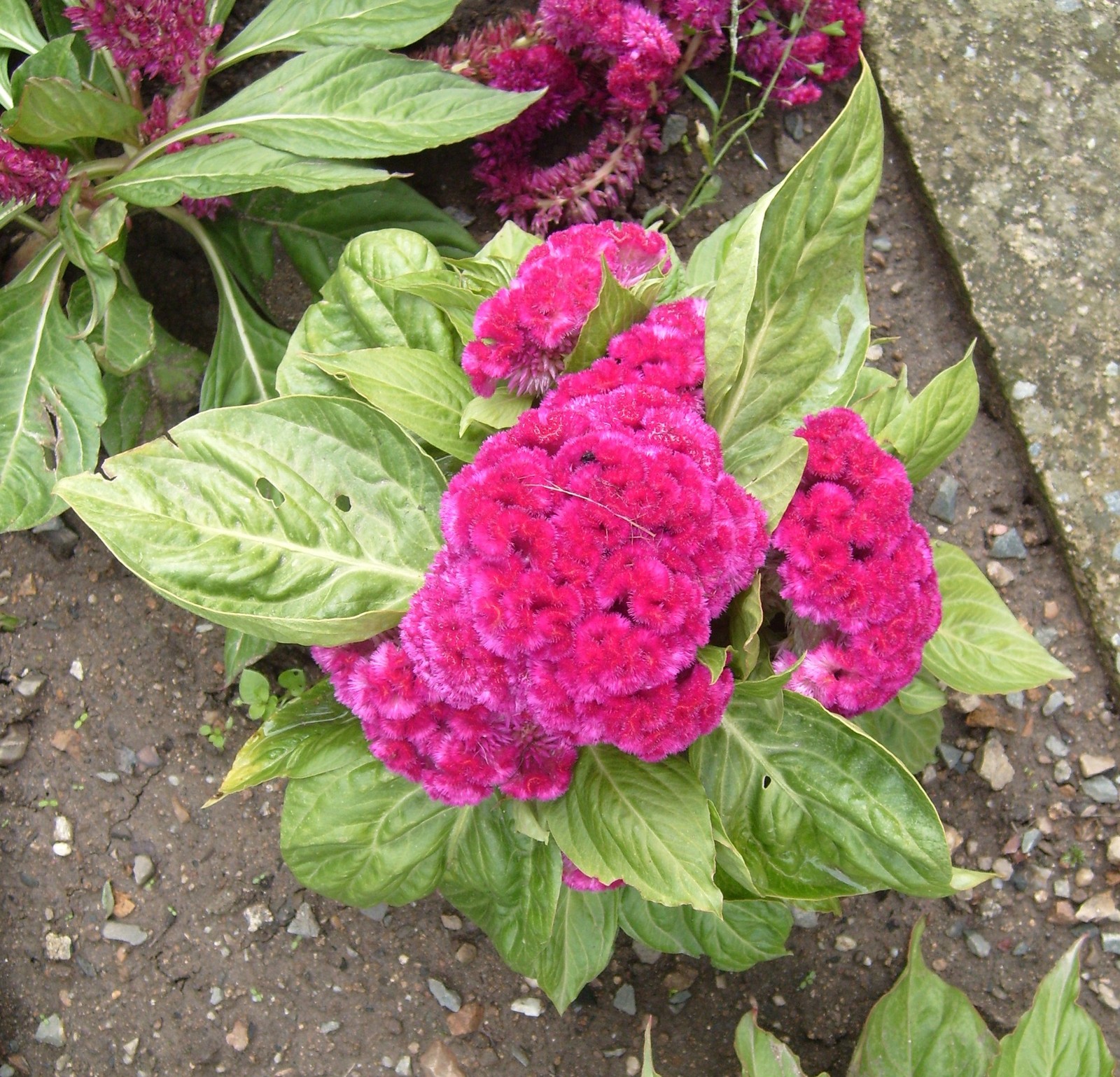 Celosia_argentea%C3%BD_3.jpg