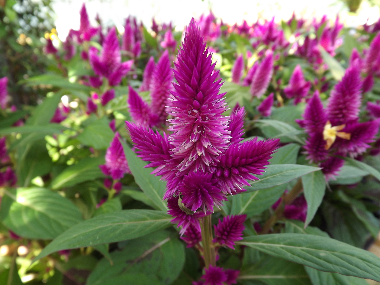 Celosia_argentea_at_Urban_Jungle.jpg