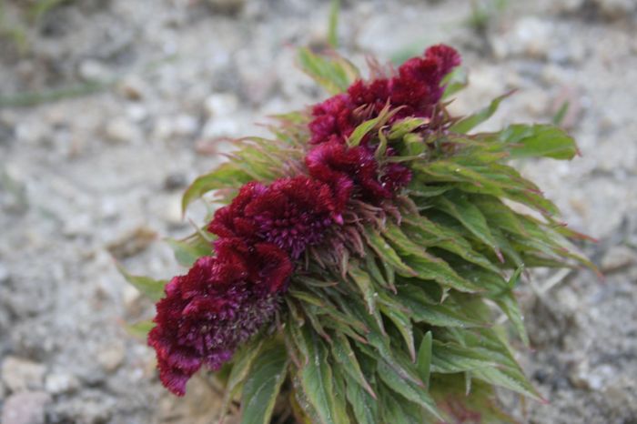 celosia_cristata.JPG
