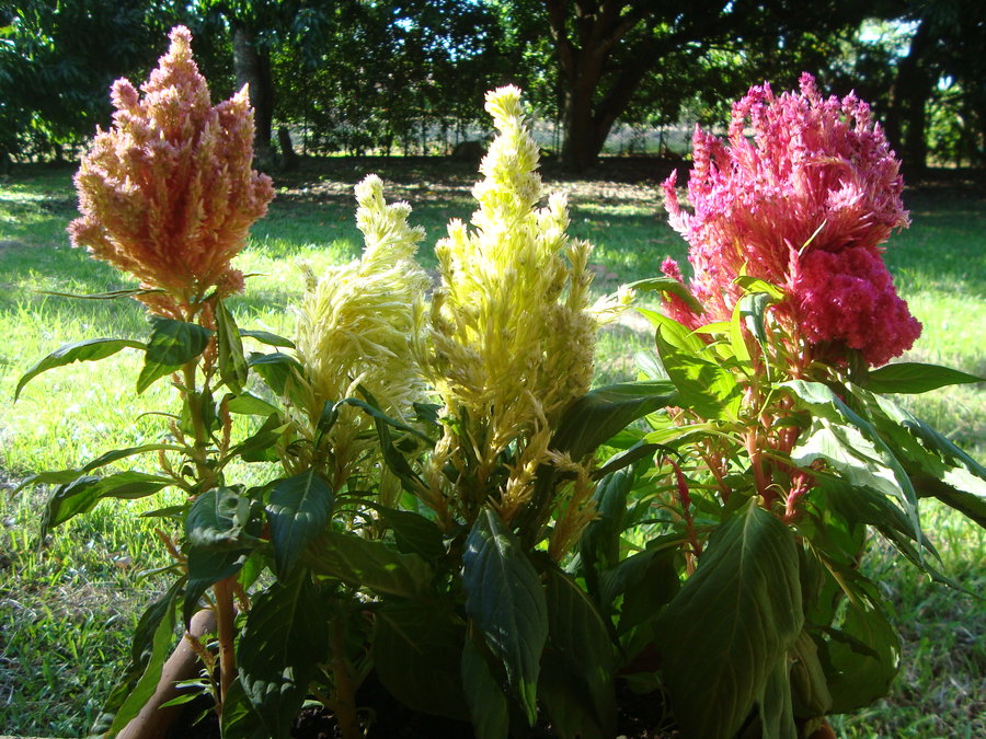 celosia_plumosa1_by_cerezoinwonderland-d47ppui.jpg