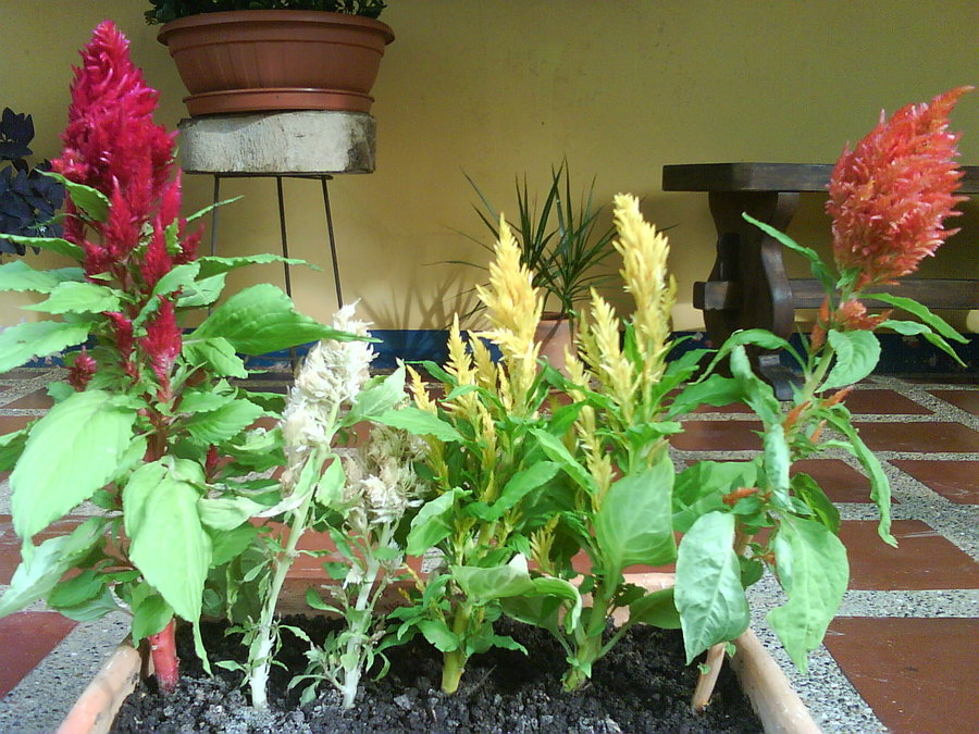 celosia_plumosa_by_cerezoinwonderland-d47poxn.jpg