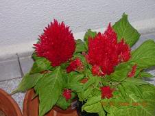 celosiaplumosa-1.jpg