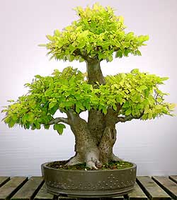 celtis-australis-bonsai-2.jpg