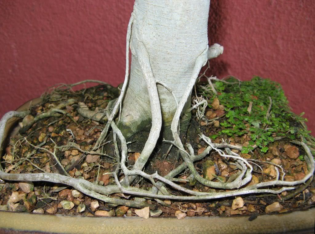 celtis2.jpg