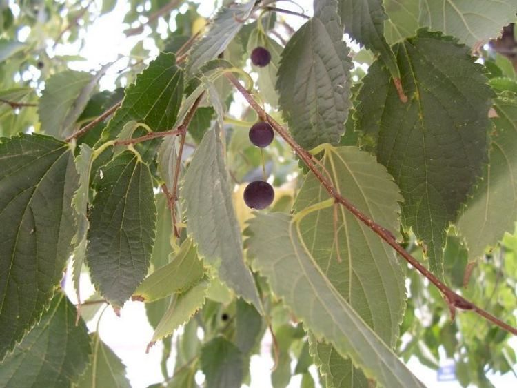 celtis_australis_26.jpg