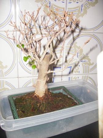 celtis_sinensis.JPG